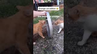 normal orange cat behavior [upl. by Nyrroc]