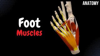 Muscles of the Foot Groups Origin Insertion Function [upl. by Palma141]