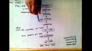 Statin drugs mechanism of action  treat hypercholesterolemia [upl. by Llorrad]