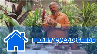 Gardening Help  How to Plant Cycad Seeds [upl. by Corabella]