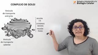 27 Biología celular Golgi Endosomas Lisosomas [upl. by Thaddeus82]