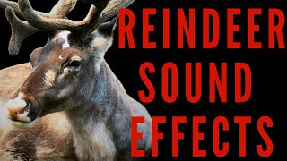 REINDEER SOUND EFFECTS  Reindeer Sounds  maktubytv [upl. by Eldreeda883]