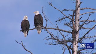 Fall bird migration peaks in Western Massachusetts [upl. by Alyda]