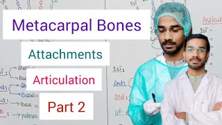 Metacarpal Bones  Attachment Articulation [upl. by Ressler]