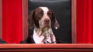 Dog Supreme Court Debates Human Sacrifice puppyjustice realanimalsfakepaws [upl. by Avlis960]