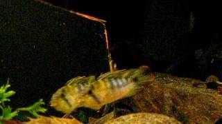 Apistogramma baenschi aggressive behaviour [upl. by Lubeck631]