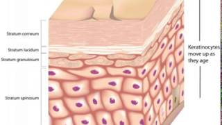 What is the Stratum Lucidum [upl. by Ntisuj]