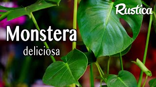 Rempoter le MONSTERA DELICIOSA 🌱 [upl. by Lozar]