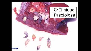 ⁦♥️⁩ LES TRÉMATODES  Fasciola hepatica [upl. by Allecsirp]