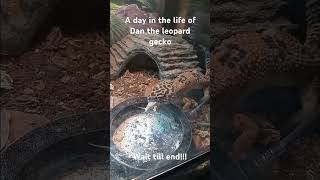 a day in the life of a leopard gecko named Dan [upl. by Aniral]