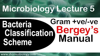 Microbiology lecture 5 Gram positive vs Gram negative Bergey’s manual [upl. by Hseyaj]