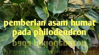 pemberian asam humat pada tanaman hias philodendron [upl. by Stelmach]