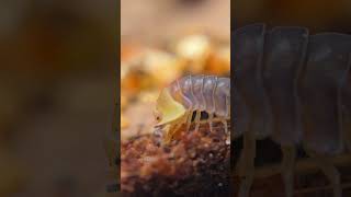 Isopod Eating ASMR 🤤 Isopod IsopodFood [upl. by Freberg]