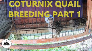 HOW TO BREEDRAISE COTURNIX QUAIL PART 1 [upl. by Talya]