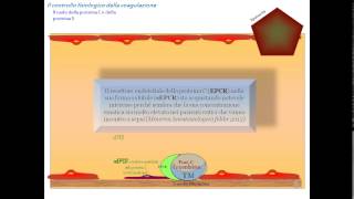 fisiopatologia della coagulazione il controllo fisiologico la fibrinolisi e inibitori [upl. by Nicholson741]