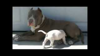 pitbull puppies for sale 5 weeks old [upl. by Anailuj961]