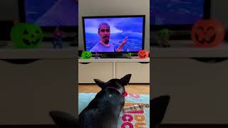 My dog is watching BUSHCRAFT BEAR La Palma Volcano Report 🌋 Canary Islands Eruption bushcraftbear [upl. by Barna]