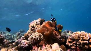 Mertens Carpet Anemone Stichodactyla mertensii Maldives [upl. by Eugnimod499]