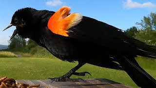 Redwinged Blackbird Song Male or Female [upl. by Ecnahoy]