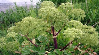 Propiedades Medicinales De La Angélica Planta Medicinal Angelica archangelica L [upl. by Wylen]