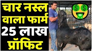 10 बकरियों से कितनी कमाई🤔🤔Commercial Goat Farming Business Profit  Agribusiness 2020 [upl. by Aneen]