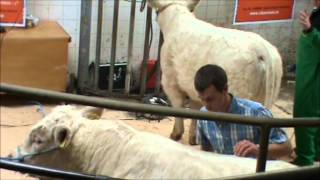 A guide on clipping and grooming of Charolais cattle [upl. by Eiduam792]