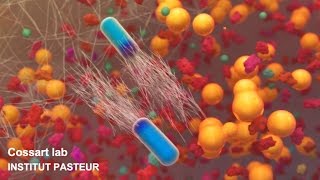 Listeria monocytogenes a unique model in infection biology [upl. by Niamreg]