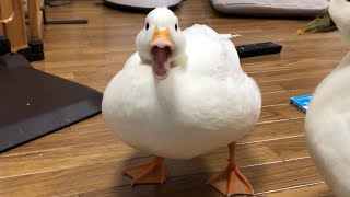 Our Pet White Call Duck Quacking Quacking [upl. by Ardyth781]