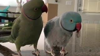 Parrots incredibly talk to one other like humans [upl. by Atikim394]