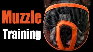 Muzzle Training [upl. by Bethina795]