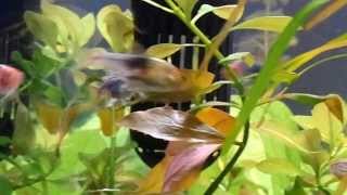 4 Purple Harlequin Rasboras spawning after a water change [upl. by Annissa]