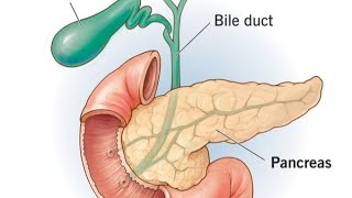 Pancreas detail lectures  Biology  biology neet aaims pharmcist anatomy neet ncert [upl. by Gipson614]