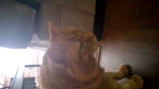 Cat Breathing Problem Laryngeal Paralysis [upl. by Nnaael]