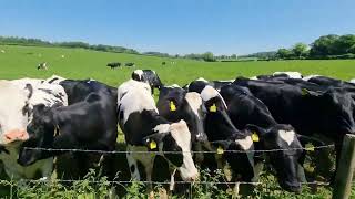 Curious Cows At Middle Farm in Cheriton Hampshire [upl. by Lamar]