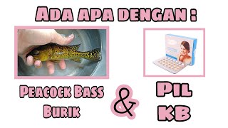 Bongkar Rahasia  Tips Memaksimalkan Marking Peacock Bass Kelberi Bahia Burik Gold 24K [upl. by Eiuqnom]