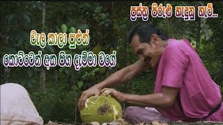 Prastha Pirulu Janakatha  වැල කාලා පුළුන් කොට්ටෙන් අත පිහ දැම්මා වගේ [upl. by Frayda9]