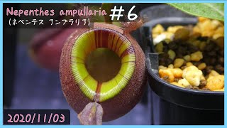 食虫植物栽培日記 Nepenthes ampullaria＃6《ネペンテス》 [upl. by Saylor]