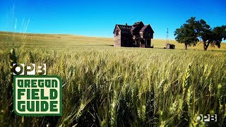 Capturing The Haunting Nostalgia Of ‘Abandoned Oregon” Before It’s Too Late  Oregon Field Guide [upl. by Mlohsihc]