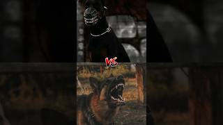 DOBERMAN VS German Shepherd DOBERMAN VS Rottweiler DOBERMAN VS pitbull 😱😱 [upl. by Nickola755]