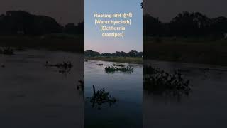 जल कुंभी Water hyacinth Eichhornia crassipes river water nature photography [upl. by Hoes]