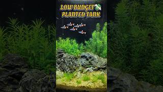 Setting Up a Low Cost Planted Tank in 2024  And Setting Up Low Maintenance Planted Aquarium [upl. by Kuhn]