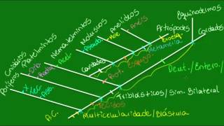 Filogenia do reino animal  Parte 2  Zoologia  Biologia [upl. by Karyl744]