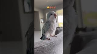 This Parrot loves bacon pancakes viralshorts funny fyp foryou cuteanimals [upl. by Doley858]