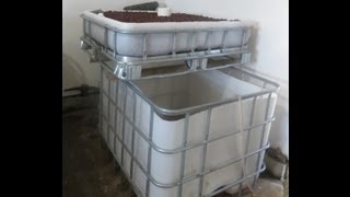 Our first IBC Aquaponics System Starting Out [upl. by Luaped]