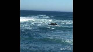 Asilomar state beach in California 🌊 [upl. by Schmeltzer411]