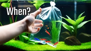 When Can You Add Shrimp To An Aquarium [upl. by Orgell]