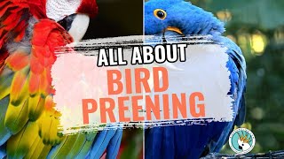 What You Need To Know About Bird Preening [upl. by Whatley]