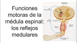 ¿Cómo funciona la médula espinal y el sistema nervioso periférico Animación [upl. by Aniraad]