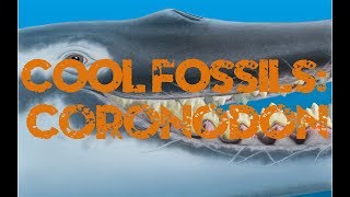 Cool Fossils Coronodon [upl. by Sairtemed918]