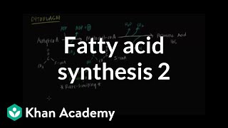 Fatty Acid Synthesis  Part II [upl. by Hisbe23]